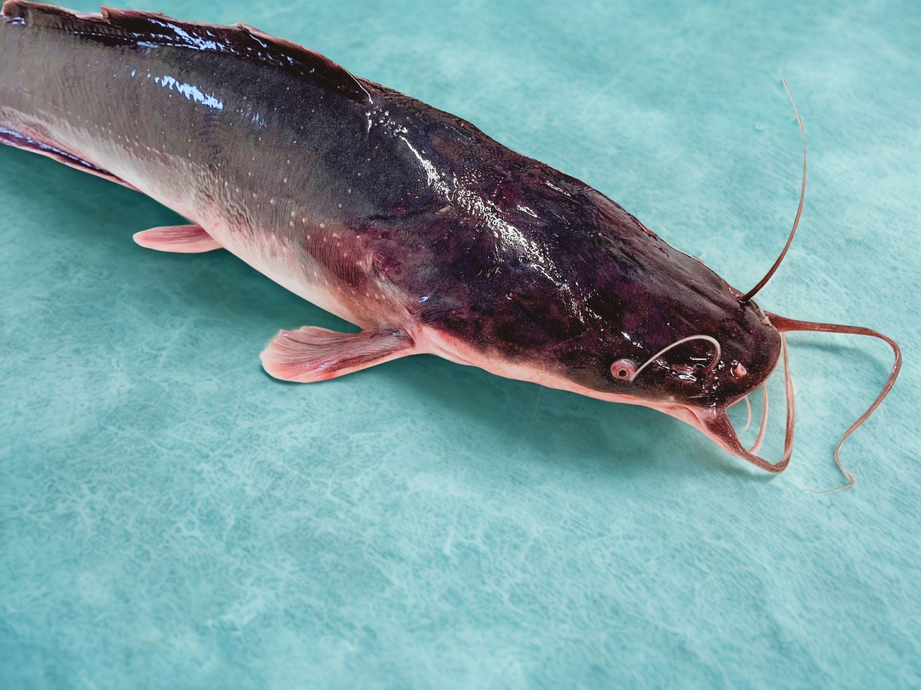 afrikanischer Wels auf hellblauem Hintergrund