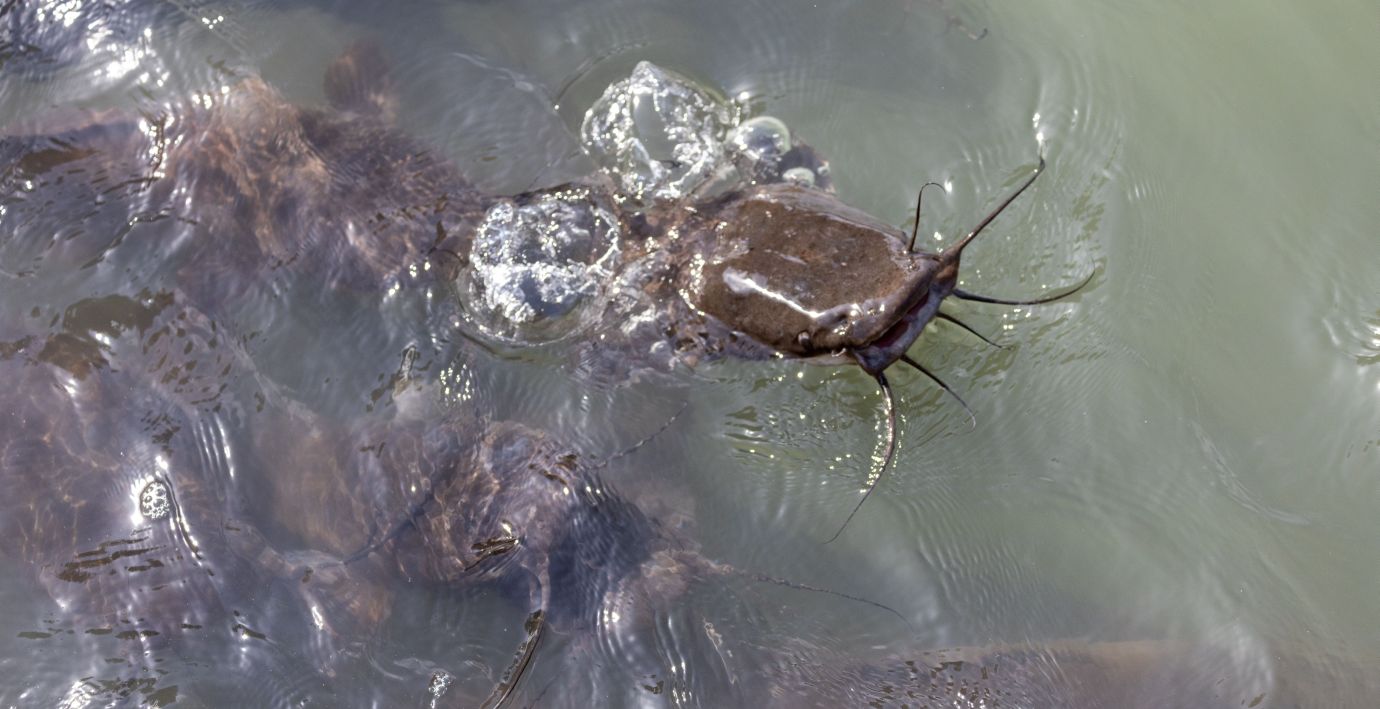 Afrikanische Welse schwimmen im Wasser