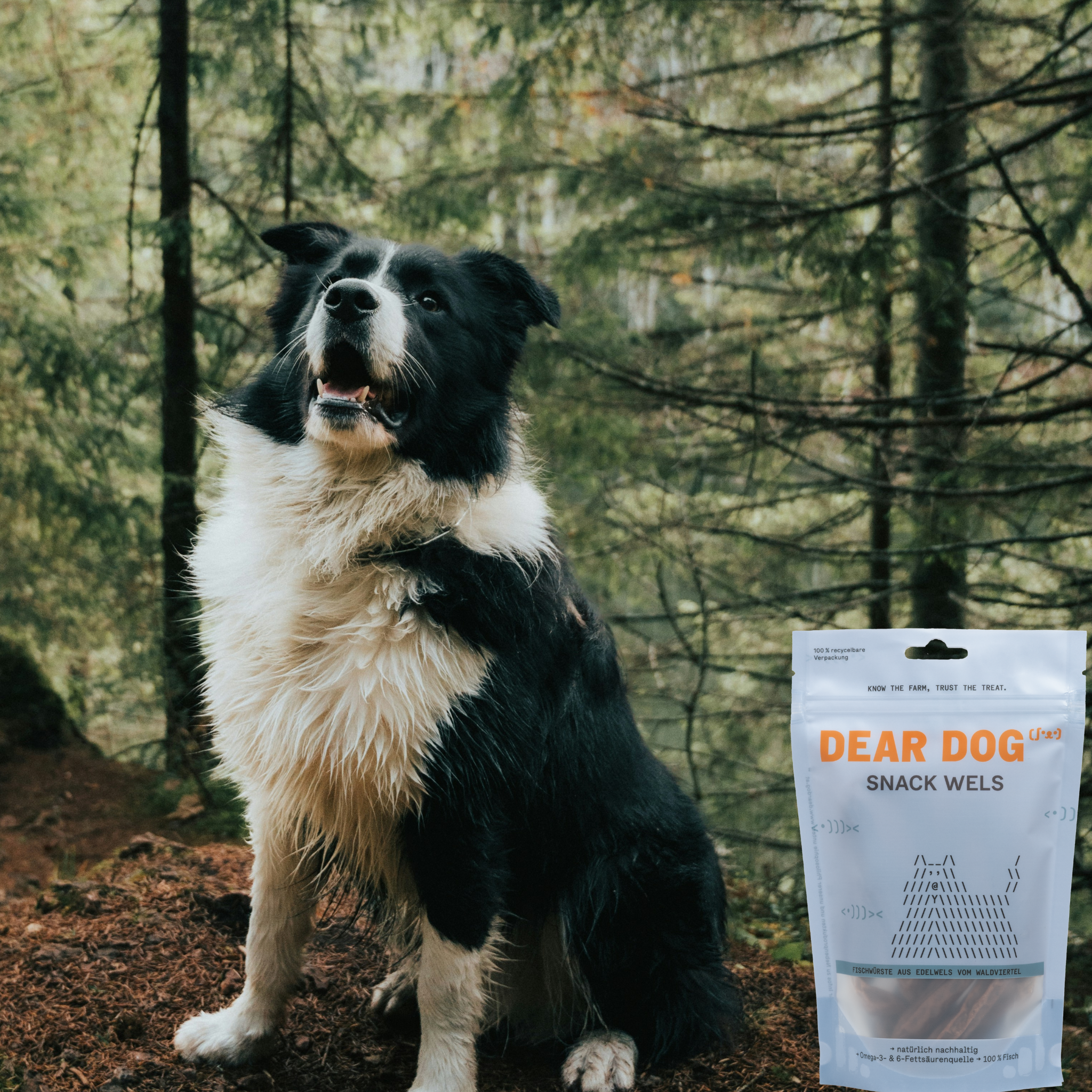 Hund in Wald mit Dear Dog Snack Wels Bag im Vordergrund