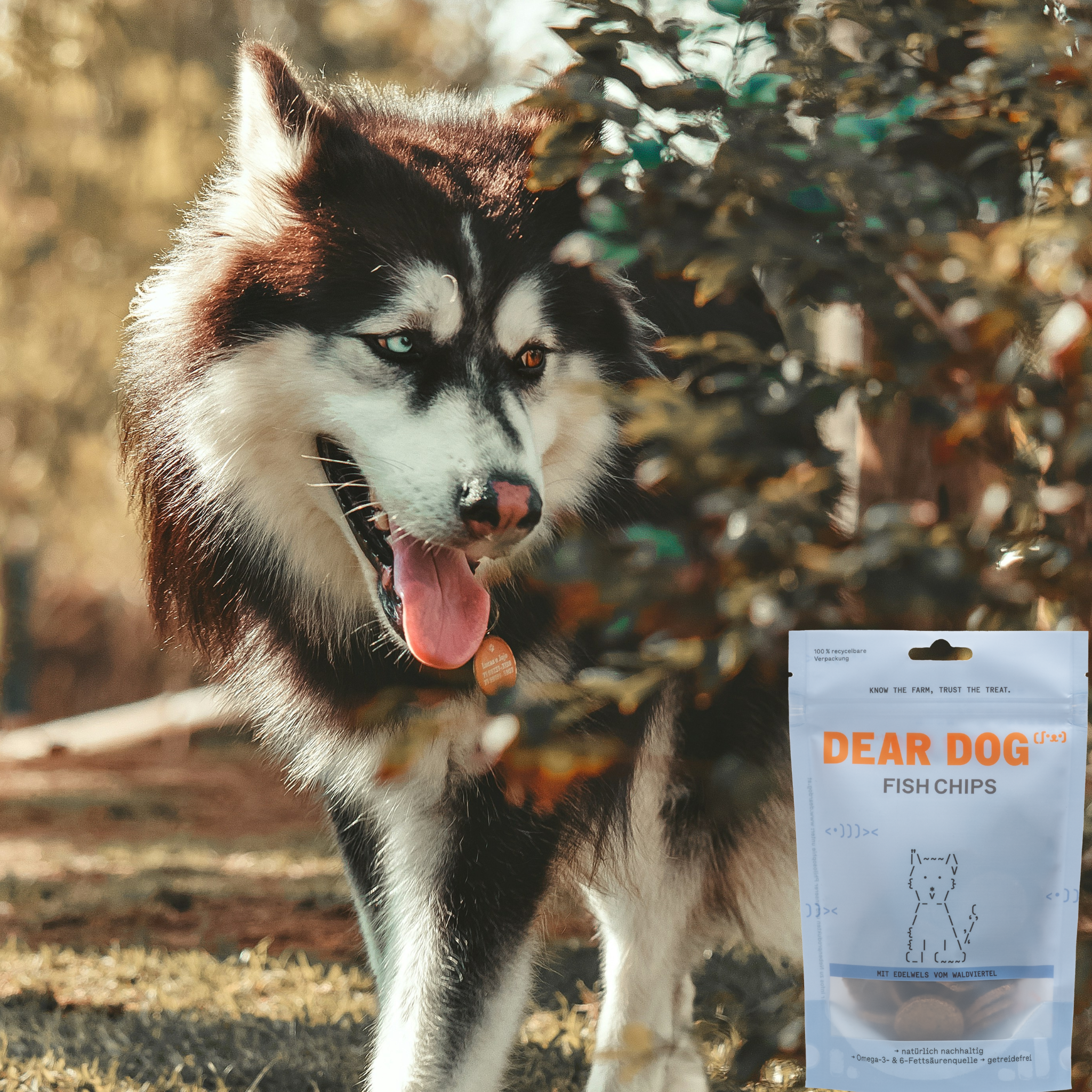 Hund in Natur mit Dear Dog Fish Chips Bag im Vordergrund