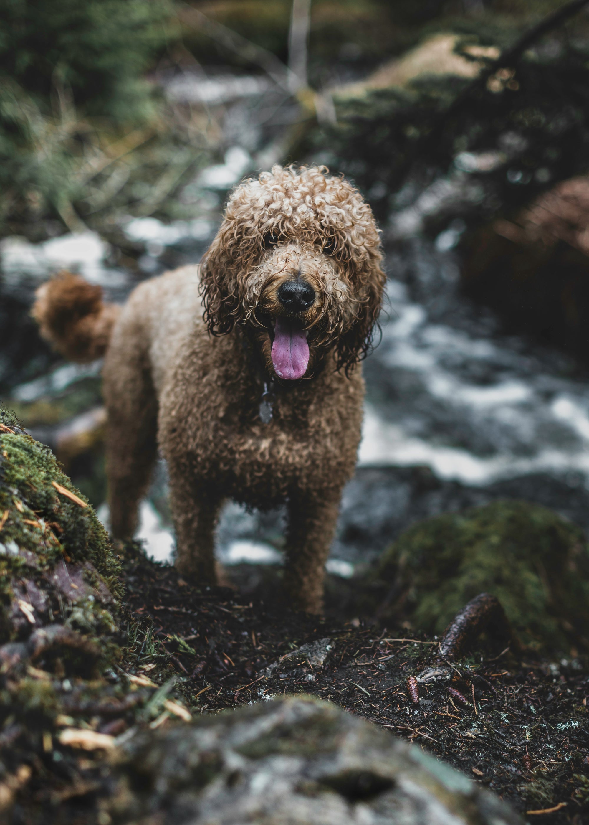 süßer etwas nasser Hund in Natur beim Wasser