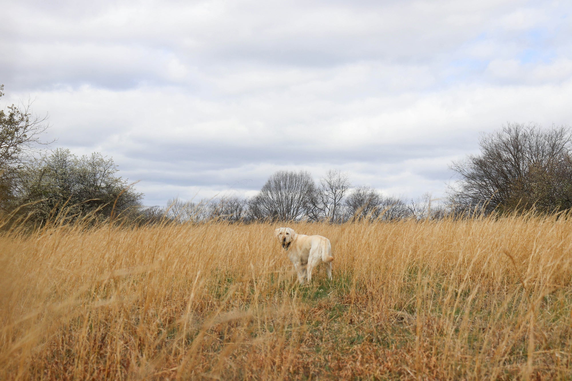beiger Hund in hohem, trockenem Gras blickt zurück
